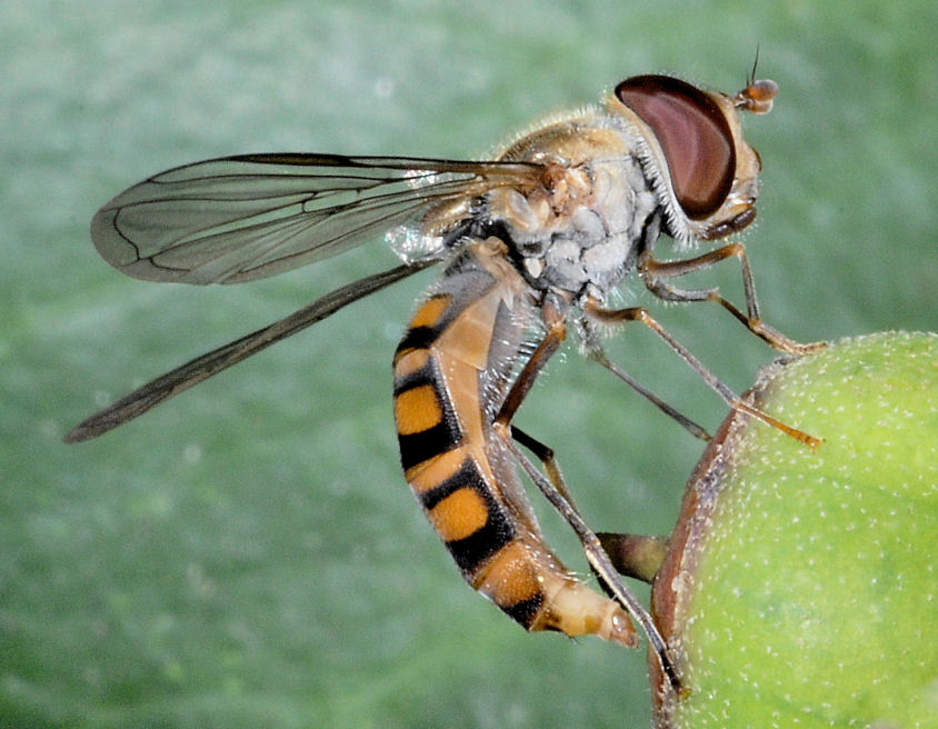 Le mie amiche api, sirfide e mosca